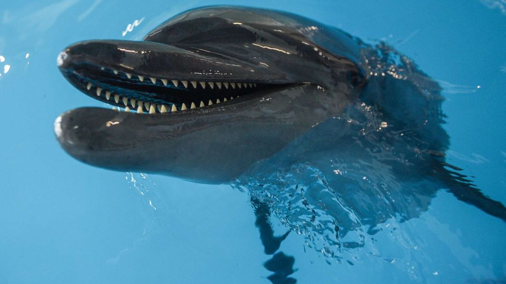 Почему гибнут дельфины в Черном море – мнение ученого