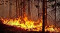 МЧС Крыма информирует: Штрафы для поджигателей леса вырастут в десять раз