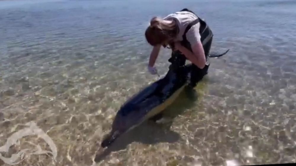 «Небывалый сезон «живых выбросов». В Крыму сняли трогательное видео о спасении дельфинов в мае 2022