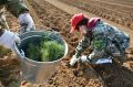 2,5 миллионов саженцев выращивается в Крыму ежегодно