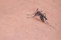 В Армянске полчища комаров оккупировали подъезд дома