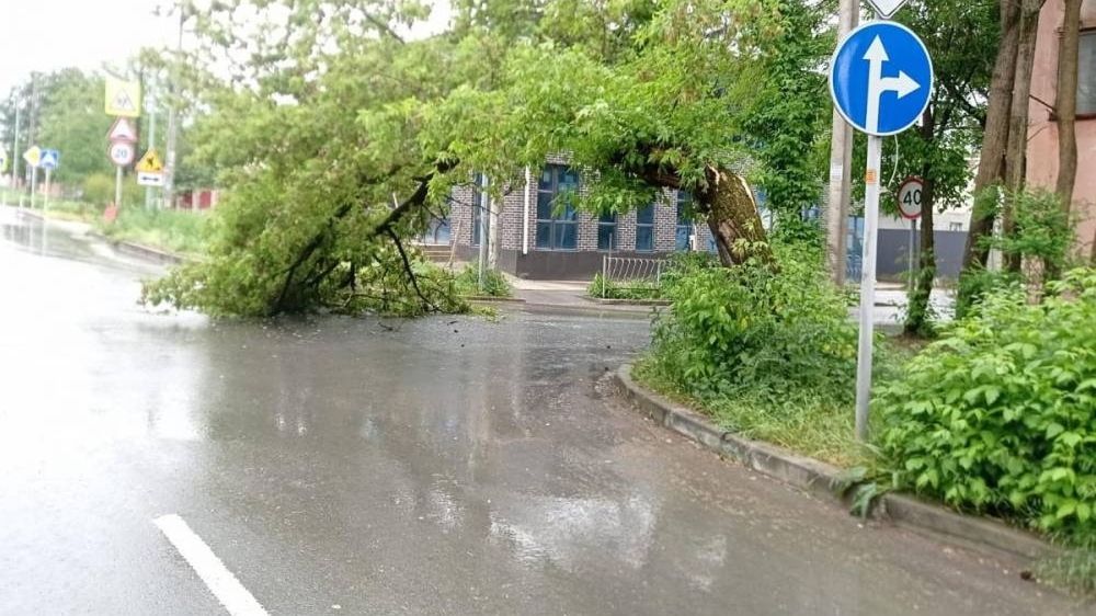 В Симферополе из-за дождей и ливня упало несколько деревьев 19 мая