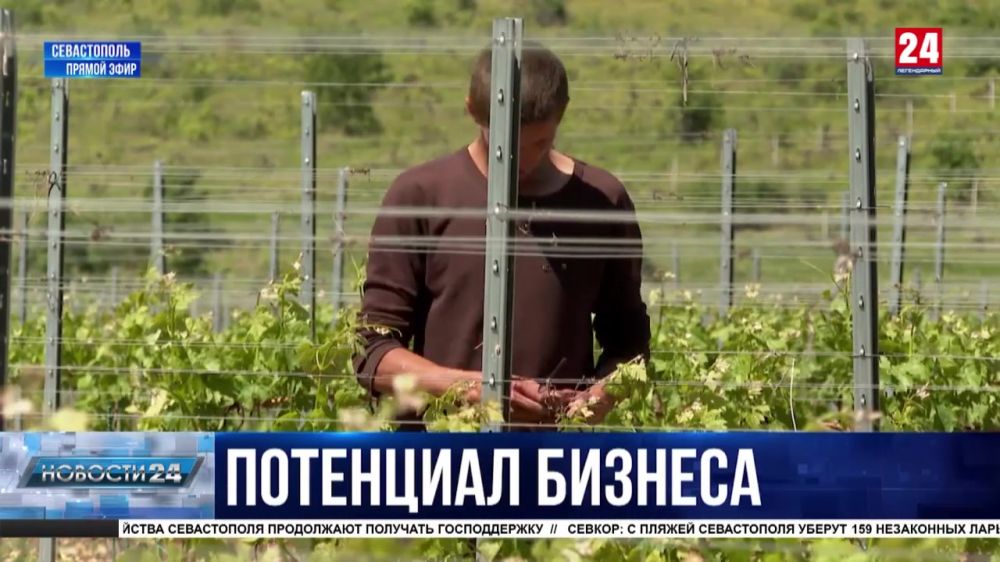Севастопольские аграрии планируют заложить 300 гектаров новых виноградников