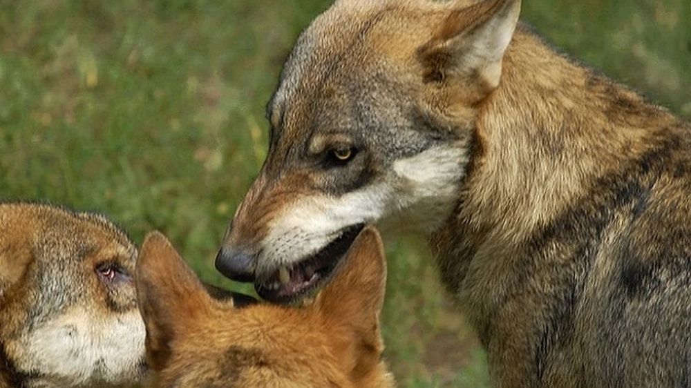 В Бахчисарайском районе волки загрызли собаку, оставив только голову