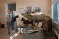 150 чучел животных представлены на новой выставке в музее Тавриды
