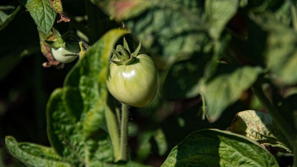 Чем опасны неспелые томаты – предупреждение от диетолога