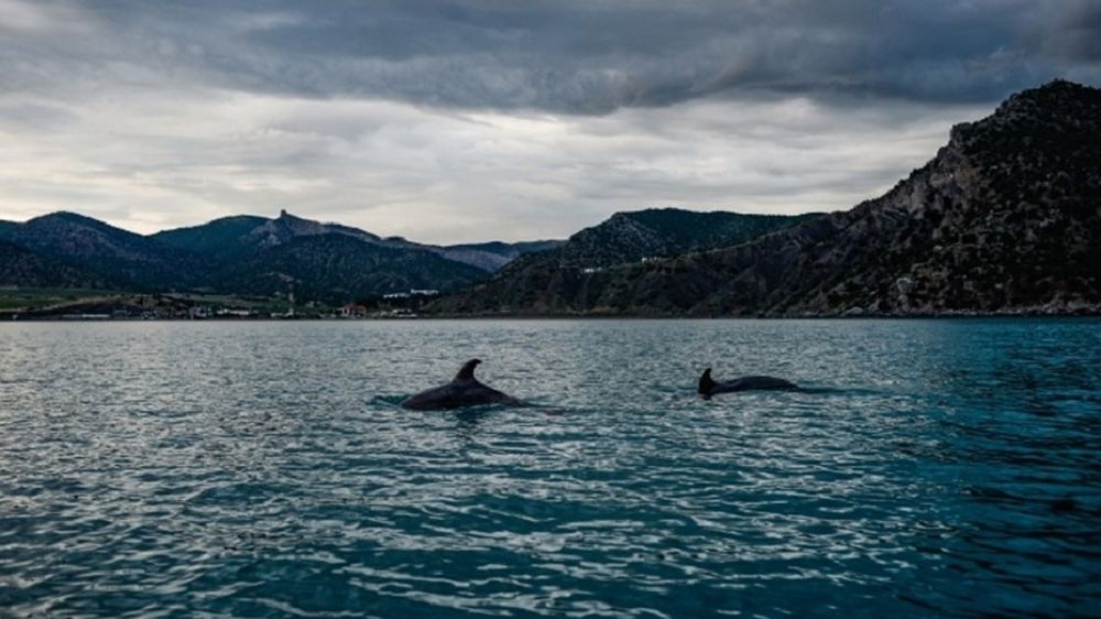 «Их уже клюют чайки»: два молодых дельфина погибают у берегов Севастополя