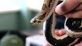 Змея, которая держала в страхе работников бизнес-центра Симферополя, загадочно исчезла