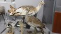 Более ста экспонатов демонстрируются в Центральном музее Тавриды на новой выставке «Звери и птицы полуострова»