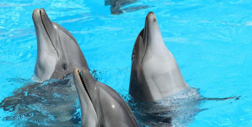 Дельфины Карадагского заповедника в Крыму готовы к старту курортного сезона