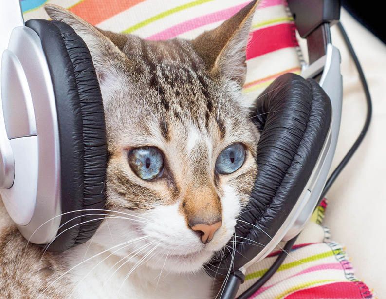 Какая музыка нравится кошкам и почему они отзываются на «кис-кис» - Лента  новостей Крыма