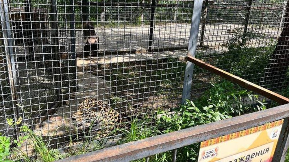 Ягуар набросился на сотрудника парка львов «Тайган» в Крыму: мужчина тяжело ранен