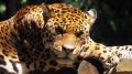 Правоохранители проведут проверку по факту нападения ягуара на рабочего в парке «Тайган»
