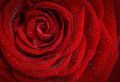 В Ялте восстановили утраченный в ХIХ веке сорт розы «Граф Воронцов»