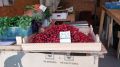 Овощи и фрукты в Крыму подешевели почти на 30%