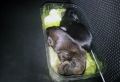 В Севастополе участковый спас крошечных щенков, выброшенных в мусорный бак