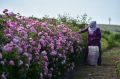В Крыму начался сбор эфиромасличной розы