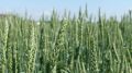 Старт уборочной кампании зерновых и зернобобовых культур-2022 в Республике Крым запланирован на третью декаду июня