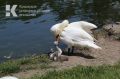 Бродячие собаки загрызли лебедя в Гагаринском парке Симферополя