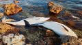 На побережье Крыма за полгода выбросились более 600 дельфинов