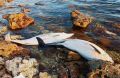 Учёные выяснили причину массовой гибели дельфинов в Чёрном море