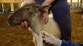 Ветеринарные специалисты ГБУ РК «Нижнегорский районный ВЛПЦ» проводят отбор проб крови у сельскохозяйственных животных