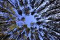 В Севастополе откроют новый питомник лесного хозяйства