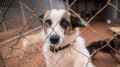 Каждой твари по клетке: почему в Крыму не хватает приютов для животных