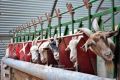 Первую в Крыму молочную ферму на тысячу коз построят в Джанкойском районе