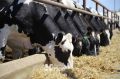 В строительство новых животноводческих и агроэкологических комплексов в Крыму вложат 17 млрд рублей