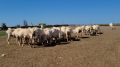 На овцеводческих предприятиях Крыма полным ходом идет стригальная кампания овец