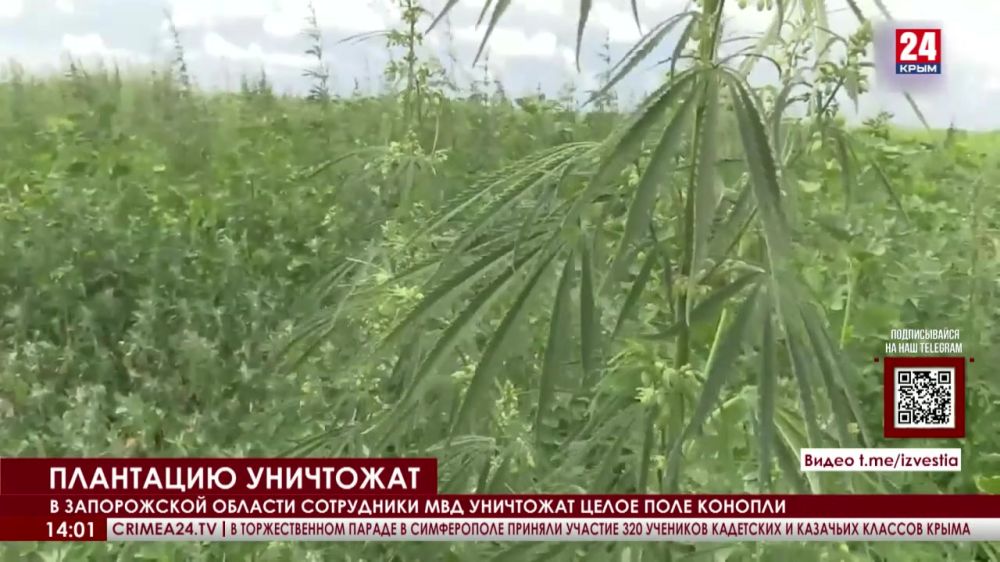 В Запорожской области сотрудники МВД уничтожат целое поле конопли