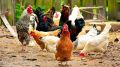 Ветеринарные специалисты ГБУ РК «Красногвардейский районный ВЛПЦ» продолжают проведение вакцинации домашней птицы против болезни Ньюкасла