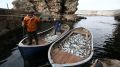 Юрий Мигаль: Республика Крым прочно удерживает позиции в первой пятерке по промыслу рыбы в Российской Федерации