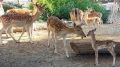 «Скоро будет целый табун»: в бахчисарайском зоопарке родились десять малышей лани