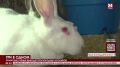 В Крыму учёные выводят трёхпородных кроликов