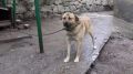 Специалистами межрайонного отдела ветеринарии «Западный» в Бахчисарайском районе за июнь месяц проведено 11 профилактических мероприятий в области обращения с животными