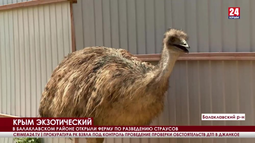 В Балаклавском районе открыли ферму по разведению страусов