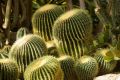 В Никитском ботаническом саду зацвела уникальная кактусовая оранжерея