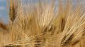 Крымские аграрии намолотили свыше 1 млн тонн зерновых и зернобобовых культур – Юрий Мигаль