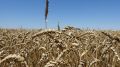 Крымские аграрии намолотили свыше 1,6 миллионов тонн зерновых и зернобобовых культур - Юрий Мигаль