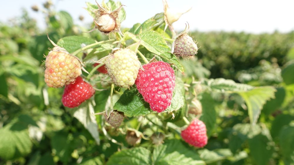 Крымские аграрии планируют собрать порядка 100 тонн урожая малины – Юрий Мигаль