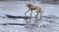 Хвост виляет собакой: можно ли решить проблему бездомных животных в Крыму