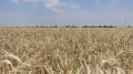 Крымские аграрии достигли рекорда, с полей намолочено свыше 2 миллионов тонн зерновых и зернобобовых культур