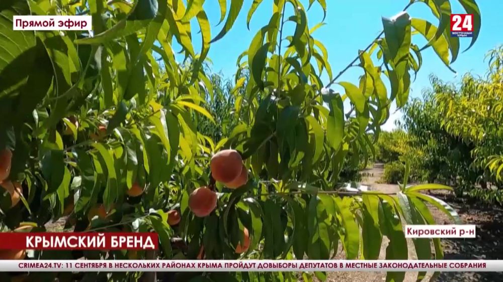 Крымские садоводы планируют собрать две тысячи тонн персиков