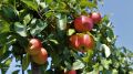 Минсельхоз РК: В Крыму стартовала уборка летних сортов яблок