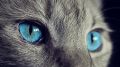 В Польше кошек признали чужеродным видом и угрозой для страны