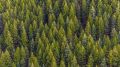 В июле 2022 года самым частным нарушением лесного законодательства стала неуплата административного штрафа в срок