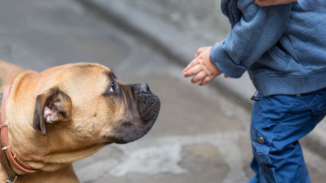За прошедшую неделю на территории Республики Крым количество пострадавших от укусов домашними животными составило 51 человек