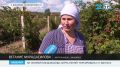 Крымские аграрии приступили к уборке ежевики